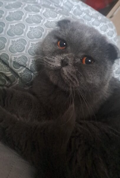 Vand pisica Scottish Fold.