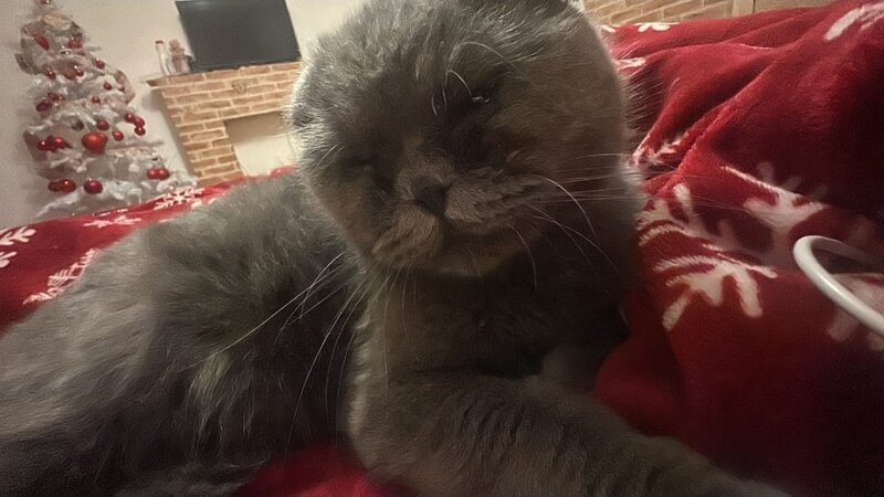 Vand pisica Scottish Fold.