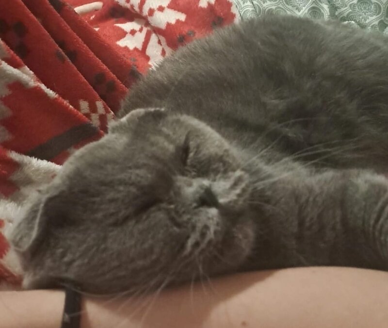 Vand pisica Scottish Fold.