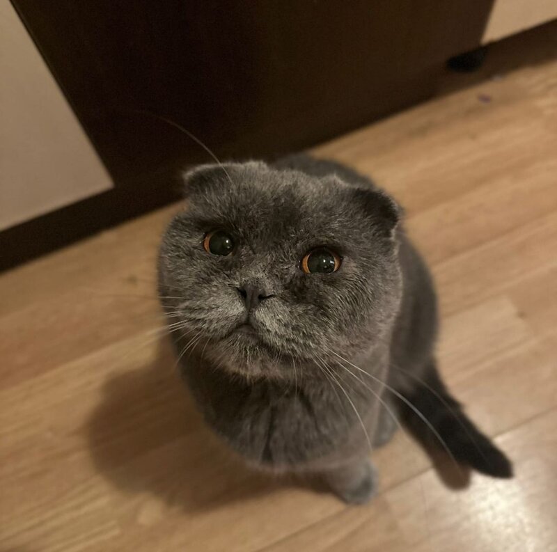 Vand pisica Scottish Fold.