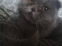 Vand pisica Scottish Fold