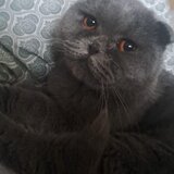 Vand pisica Scottish Fold